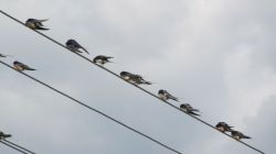 Füsti fecskék (Hirundo rustica) a vezetéken