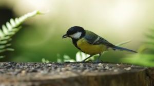 A széncinege (Parus major) hazánk egyik leggyakoribb énekesmadara