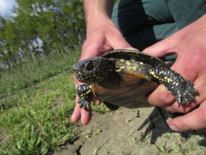 Mocsári teknős (Emys orbicularis)