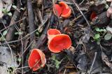 Egyik első tavaszi gombánk, a piros csészegomba