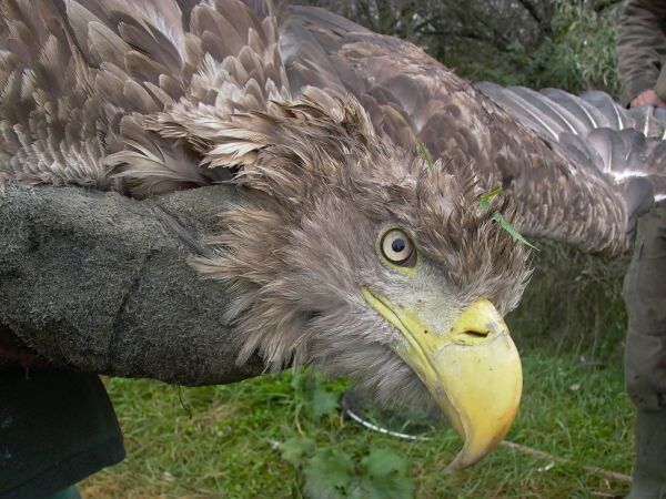 A srlt rtisas (Haliaetus albicilla)