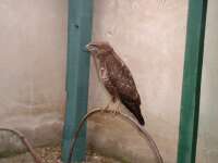 Egerszlyv (Buteo buteo)