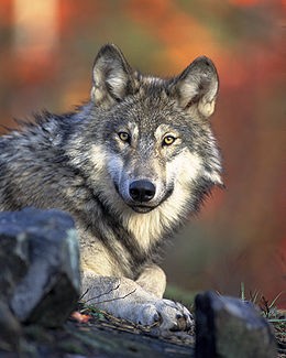 Szrkefarkas (Canis lupus) - kp: Wikipedia
