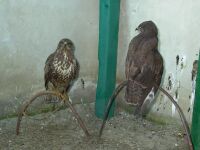 Egerszlyvek (Buteo buteo)