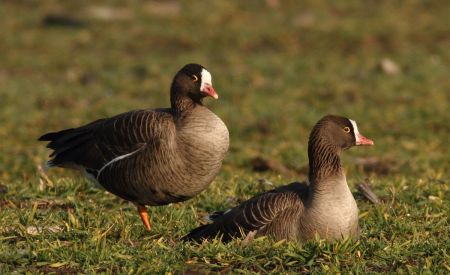 Kis lilik (Anser erythropus) fotó: Ampovics Zsolt