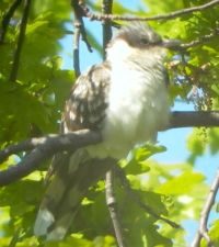 Pettyes kakukk (Clamator glandarius)