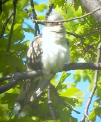 Pettyes kakukk (Clamator glandarius)