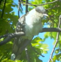 Pettyes kakukk (Clamator glandarius)