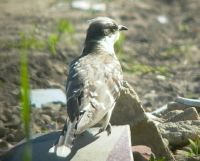 Pettyes kakukk (Clamator glandarius)