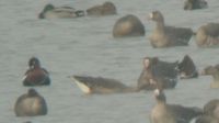 Vrsnyak ld (Branta ruficollis)