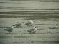 Halszsirly (Larus ichthyaetus)