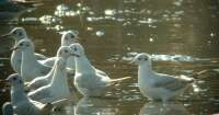 Dankasirlyok (Larus Ridibundus)