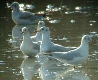 Dankasirlyok (Larus Ridibundus)