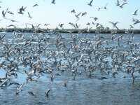 Dankasirlyok (Larus Ridibundus)