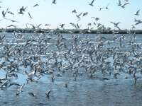 Dankasirlyok (Larus Ridibundus)