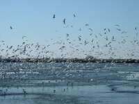 Dankasirlyok (Larus Ridibundus)