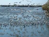 Dankasirlyok (Larus Ridibundus)