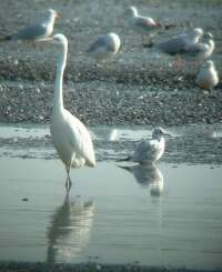 Dankasirlyok (Larus Ridibundus)