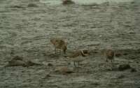 Havasi partfut (Calidris alpina) s Parti lile (Charadrius hiaticula)