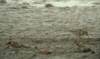 Havasi partfut (Calidris alpina) s Parti lile (Charadrius hiaticula)