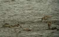 Havasi partfut (Calidris alpina) s Parti lile (Charadrius hiaticula)