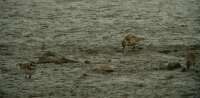 Havasi partfut (Calidris alpina) s Parti lile (Charadrius hiaticula)