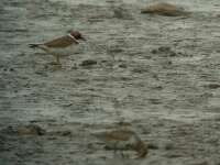 Havasi partfut (Calidris alpina) s Parti lile (Charadrius hiaticula)