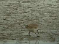 Havasi partfut (Calidris alpina)