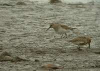 Havasi partfut (Calidris alpina)