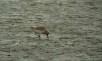 Havasi partfut (Calidris alpina)