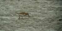 Havasi partfut (Calidris alpina)