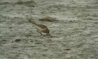 Havasi partfut (Calidris alpina)