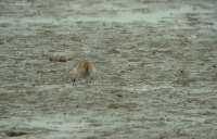 Havasi partfut (Calidris alpina)