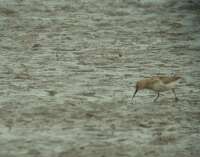 Havasi partfut (Calidris alpina)