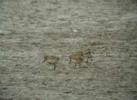 Havasi partfut (Calidris alpina)