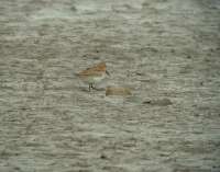 Havasi partfut (Calidris alpina)