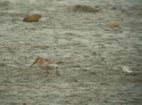 Havasi partfut (Calidris alpina)