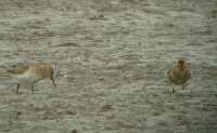 Havasi partfut (Calidris alpina)