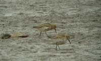 Havasi partfut (Calidris alpina)