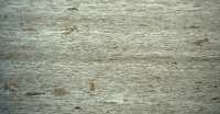 Havasi partfut (Calidris alpina)