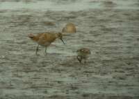 Pajzsoscank (Philomachus pugnax) s havasi partfut (Calidris alba)