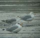 Halszsirly (Larus ichthyaetus)