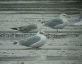 Halszsirly (Larus ichthyaetus)