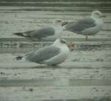 Halszsirly (Larus ichthyaetus)