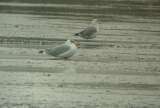 Halszsirly (Larus ichthyaetus)