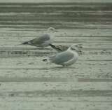 Halszsirly (Larus ichthyaetus)