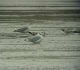 Halszsirly (Larus ichthyaetus)