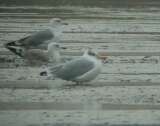 Halszsirly (Larus ichthyaetus)