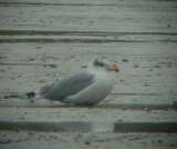 Halszsirly (Larus ichthyaetus)