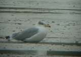 Halszsirly (Larus ichthyaetus)